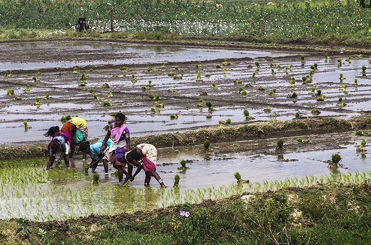 Planting Rice 2-Kumbakkonam